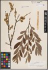 Foto von Salix cinerea L.
